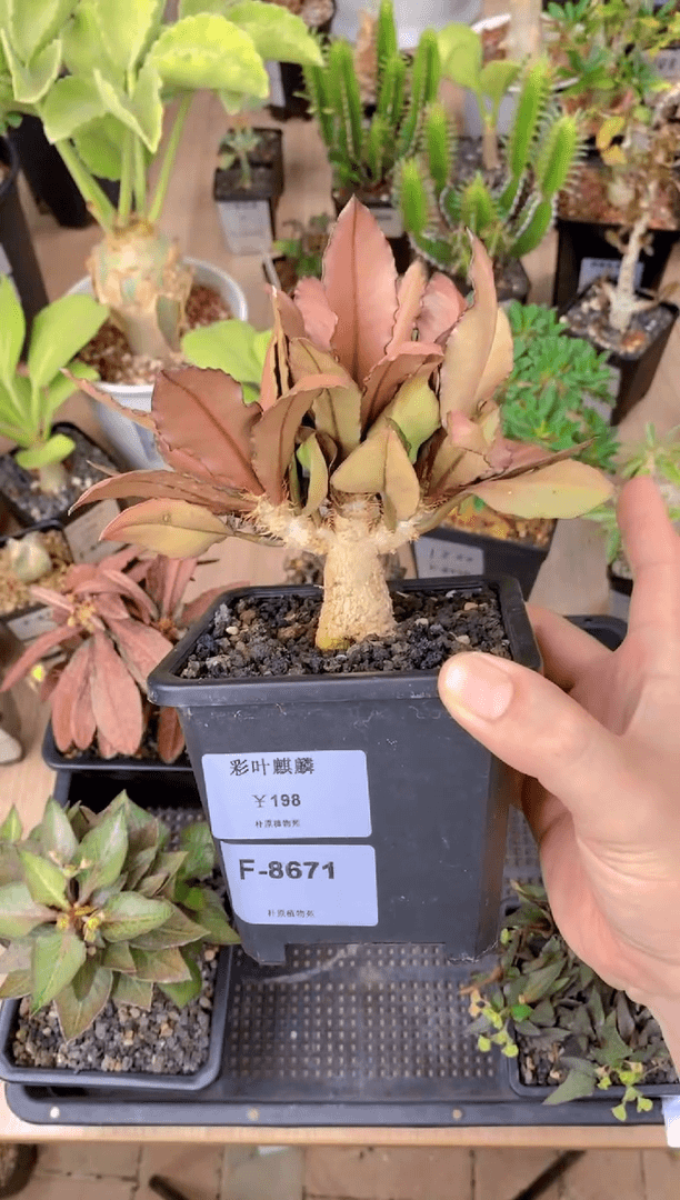 【闪购商品】彩叶麒麟F-8671