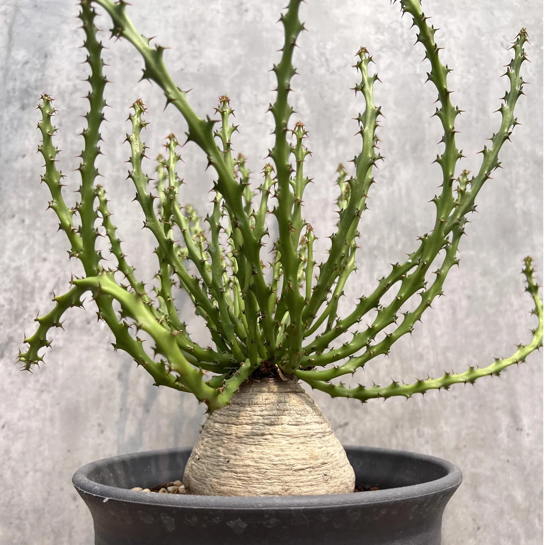 朴原珍奇块根 蓬莱岛大戟植物 Euphorbia decidua