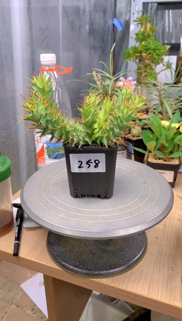 【闪购商品】旋风麒麟FA-159