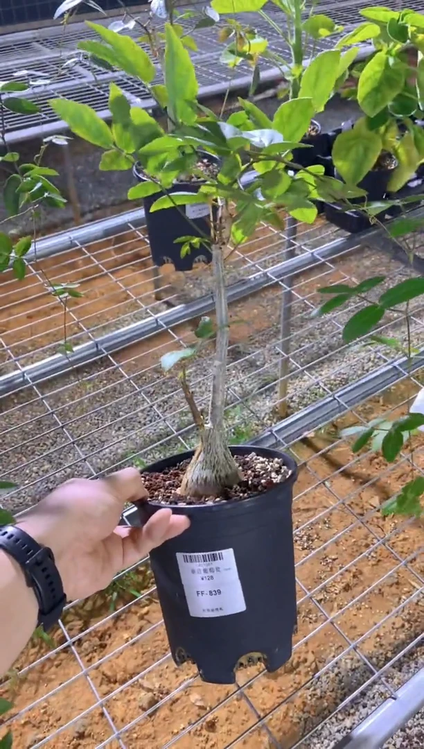 【闪购商品】垂直葡萄翁FF-839