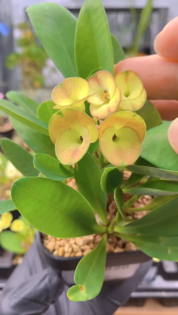 【闪购商品】美花念珠F-9820