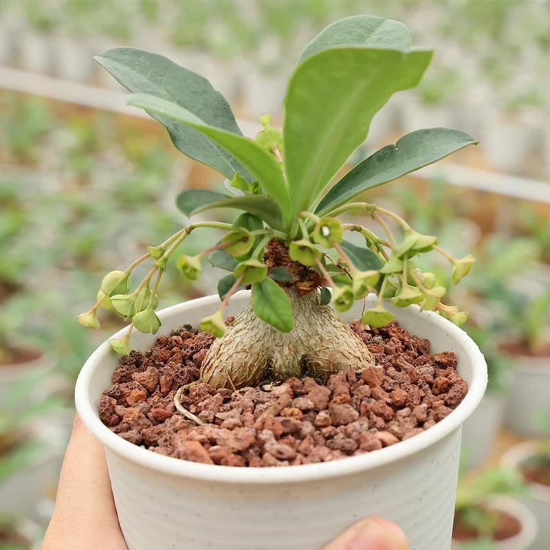 朴原植物苑专用 象鼻大戟/拉梅纳大戟植物 Euphorbia ramena