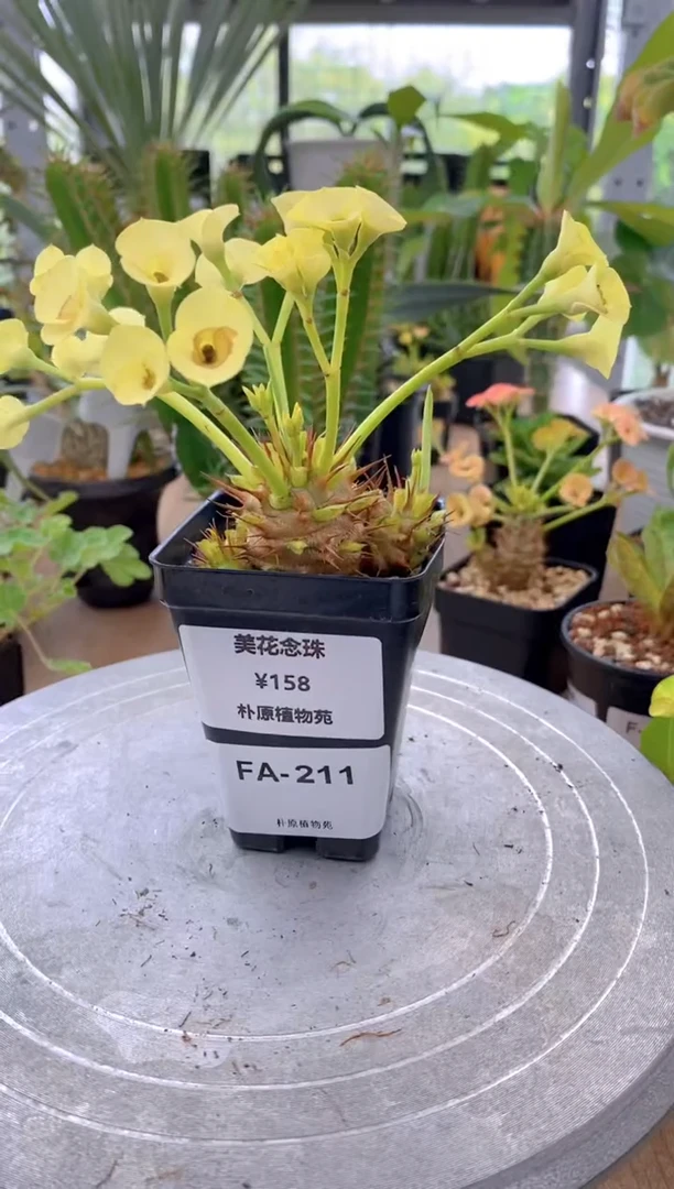 【闪购商品】美花念珠FA- 211