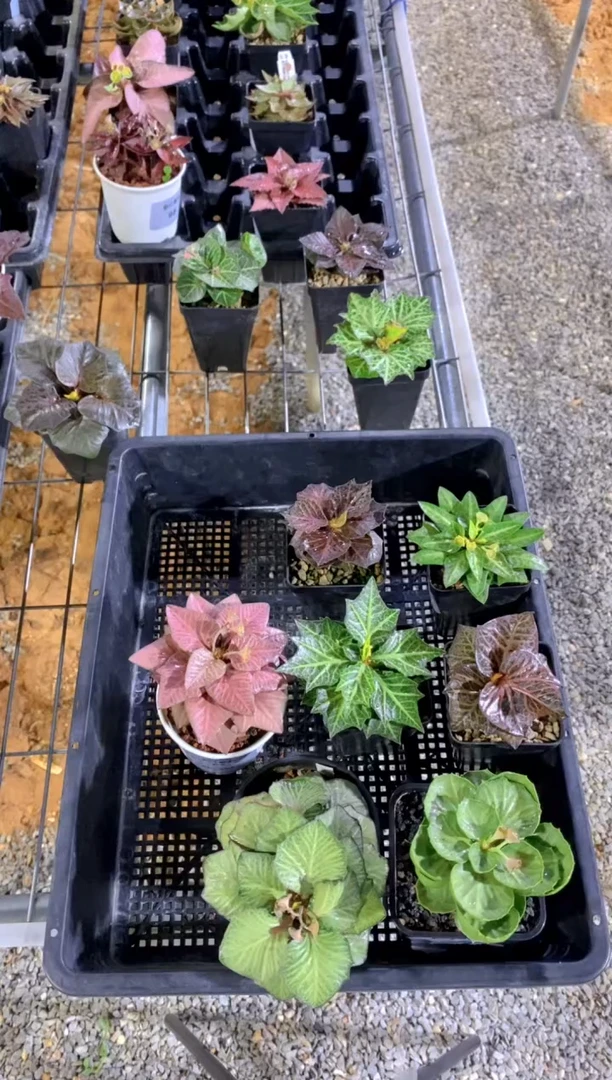 【闪购商品】彩叶麒麟7颗