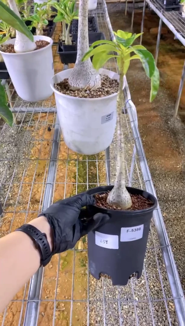 【闪购商品】迪氏棒槌F-5388