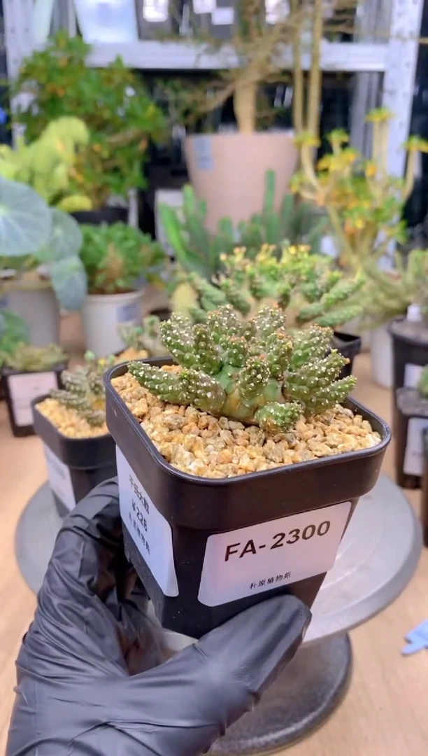 【闪购商品】干式大戟FA-2300
