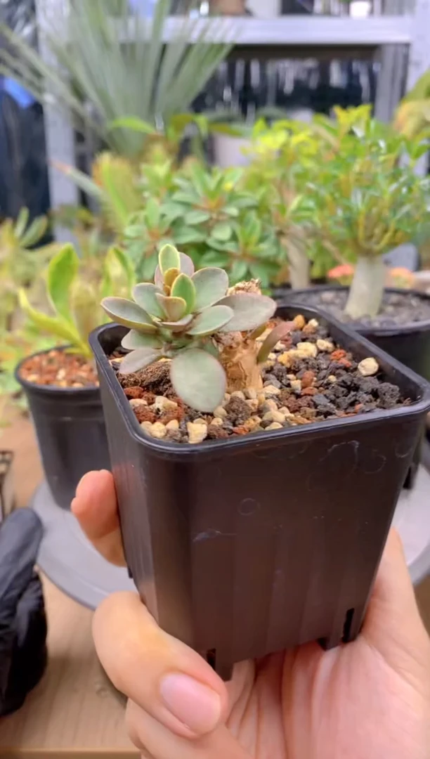 【闪购商品】范式杂血斑大戟F-9759