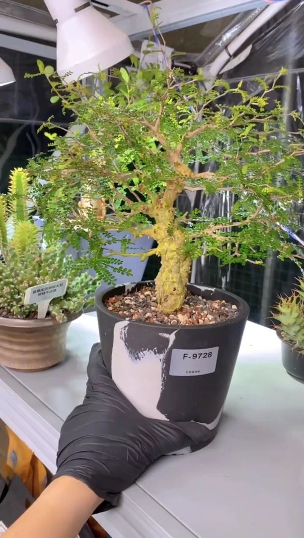 【闪购商品】象足漆树F-9728