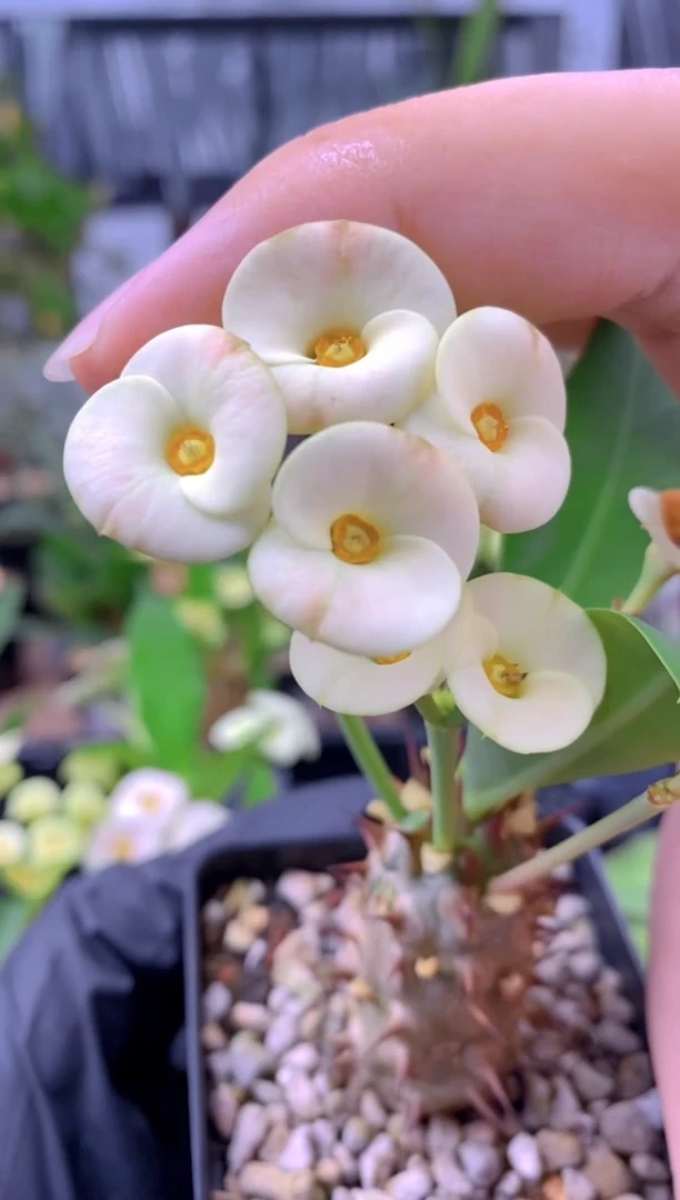 【闪购商品】美花念珠FA-71