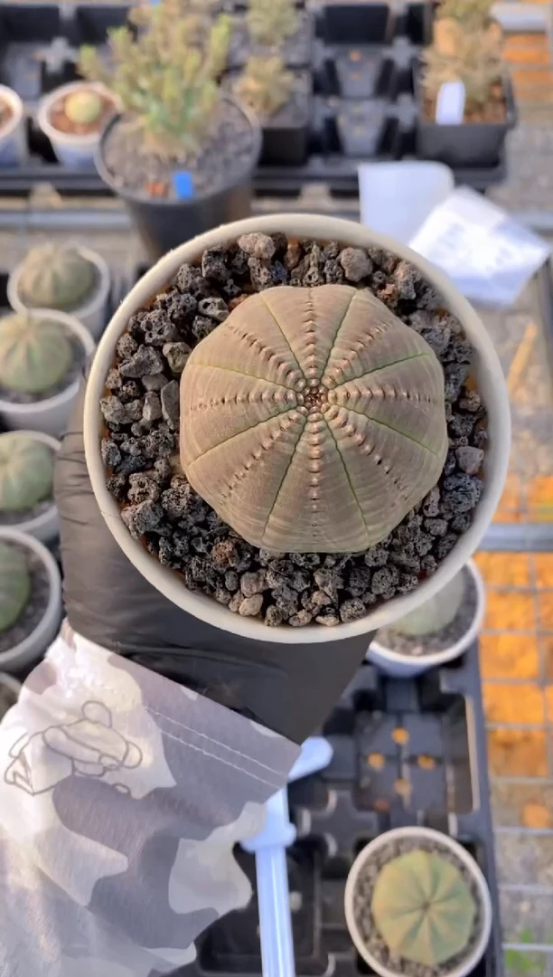 【闪购商品】布纹球FA-2556