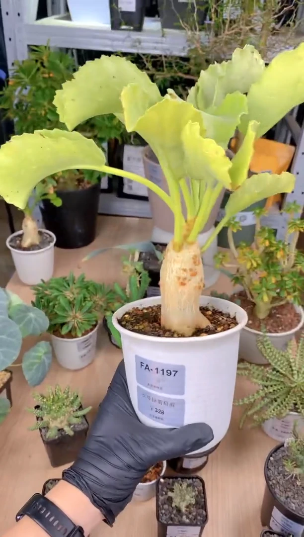 【闪购商品】安哥拉葡萄翁FA-1197