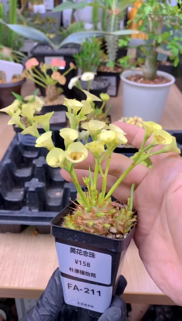 【闪购商品】美花念珠FA-211