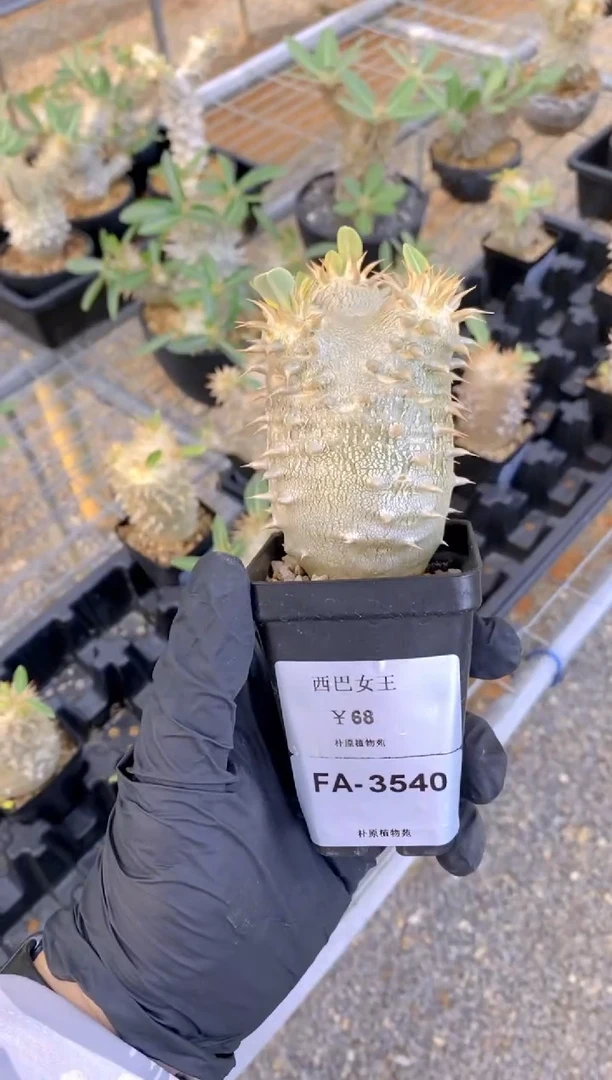 【闪购商品】西巴女王FA-3540