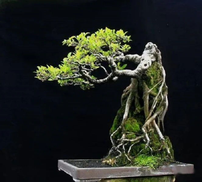 附石盆景一物一拍盆景植物老树桩青龙石造景英德石抱石树