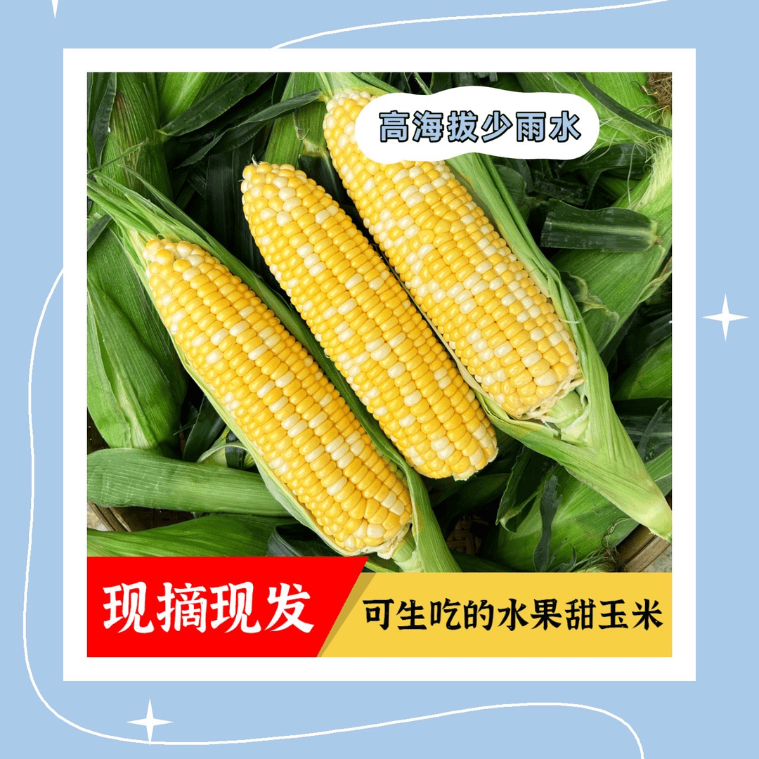 漳州新鲜采摘水果玉米