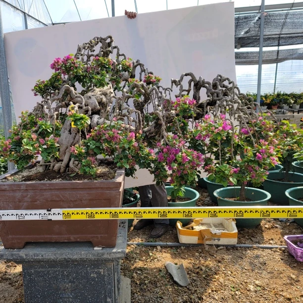 参赛一等奖产品瀑布造型紫色三角梅非嫁接原生桩基地搬迁低价处理