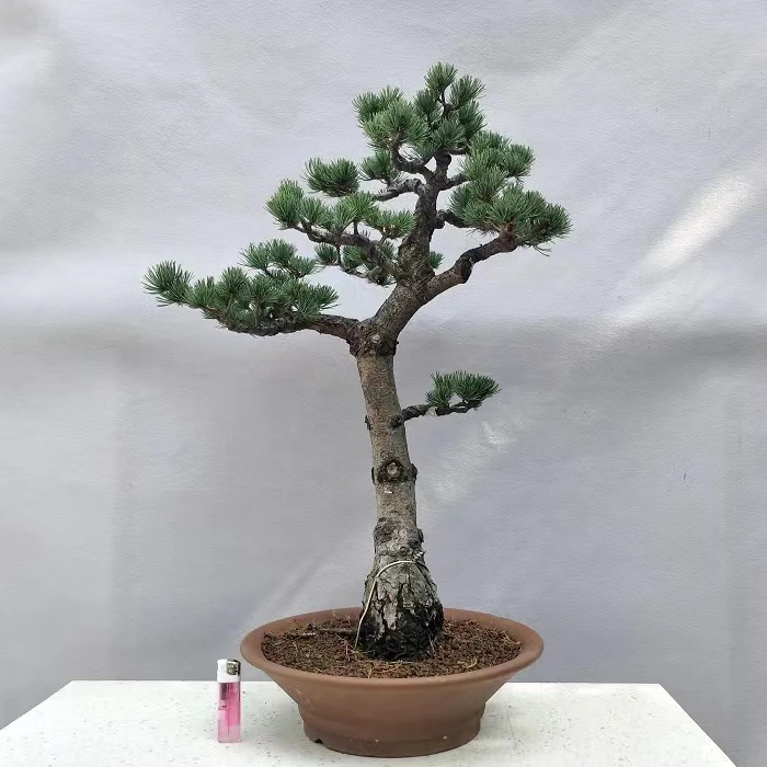 五针松罗汉松 真柏 龙柏 侧柏 瓜子黄杨 雀舌黄杨 榆树等