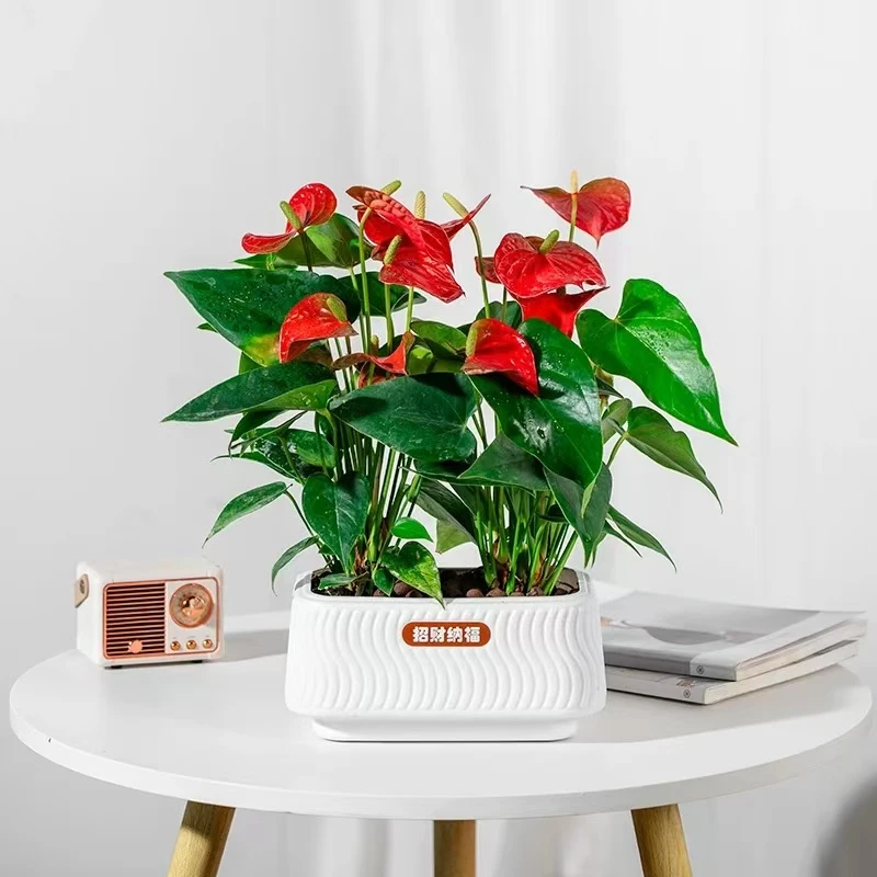 红掌水培绿植家居室内养护办公室自然生长净化空气
