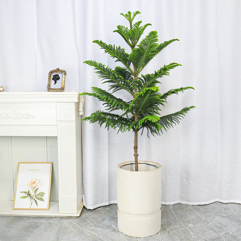 金钱松南洋杉真树盆栽绿植北欧ins风网红室内客厅落地四季好养