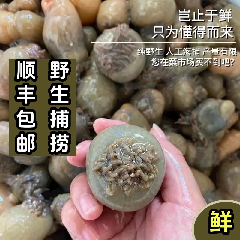 新鲜冷冻正宗海葵沙蒜野生海捕海菊花根沙蒜豆面食材批发商用特厚