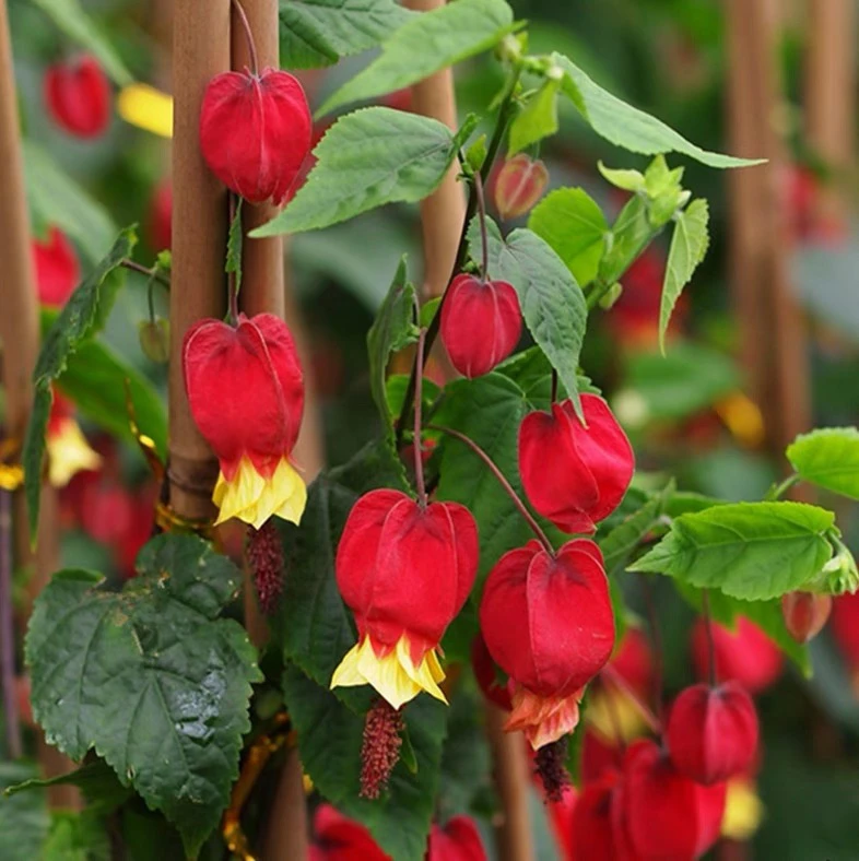 藤本爬藤植物盆栽蔓性风铃花灯笼花苗室内外庭院花卉绿植四季开花