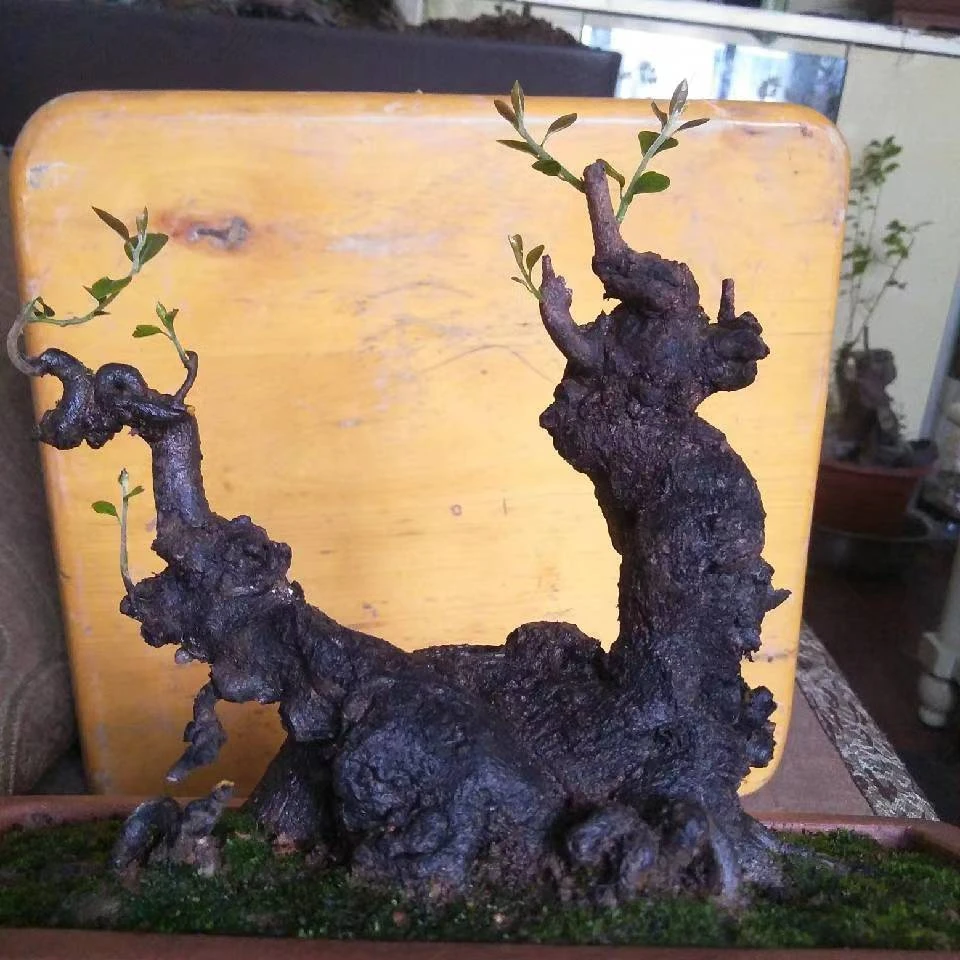 盆景绿植金弹子瓶兰花