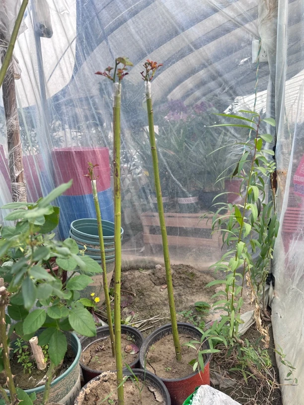 无刺蔷薇杆 棒棒糖嫁接杆 扦插好成活 没有嫁接的速杆 图片为嫁接