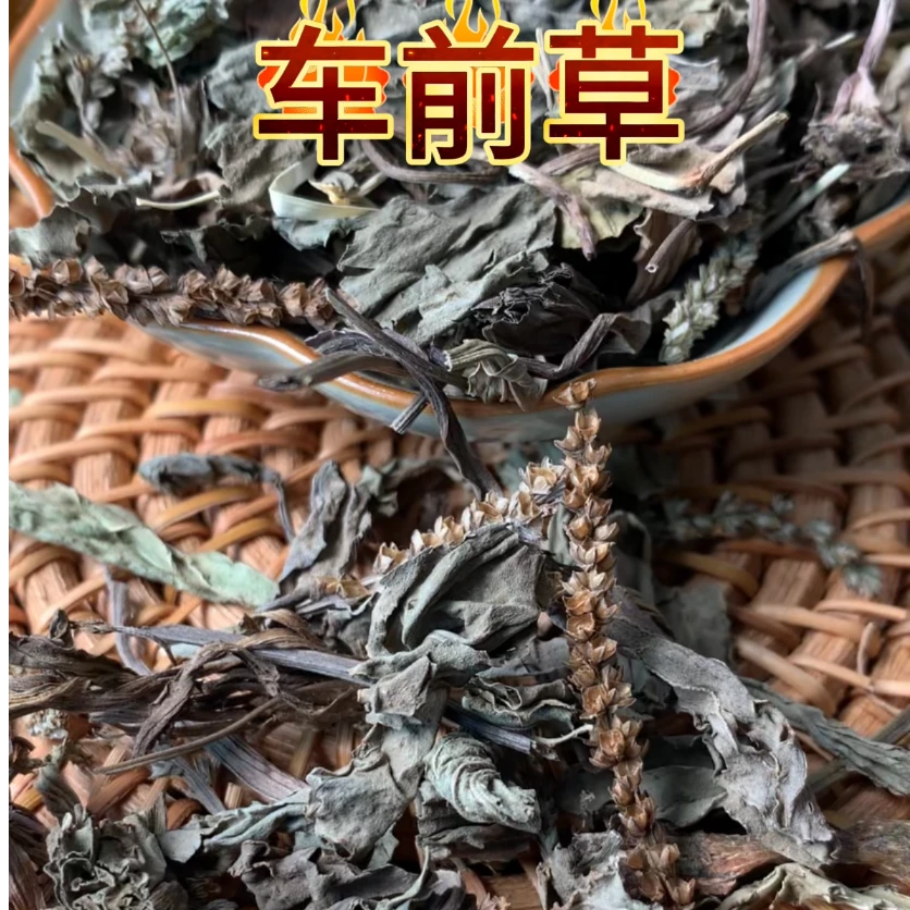 【车前草】精选车前草煮水泡水250克 /500克