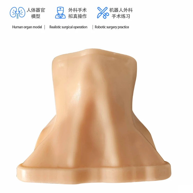 升级款 甲状腺B超穿刺消融模型 仿生教具 脖颈超声训练 仿真结构