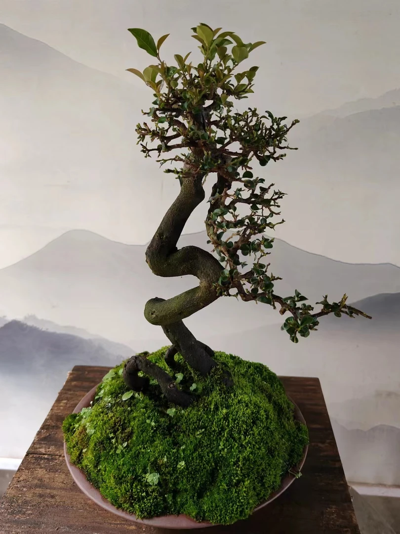 主要经营花卉园艺，从事各种高端盆景，高端花卉，高端盆栽