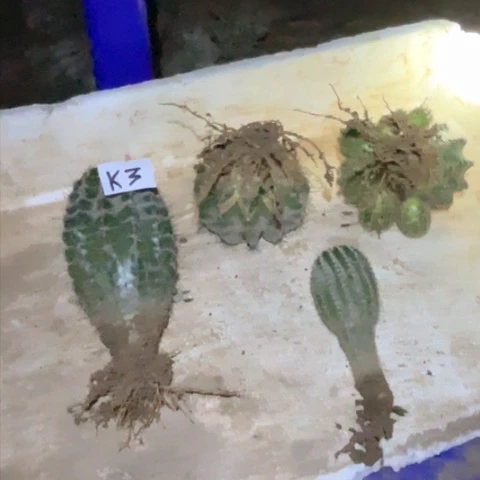 柠*K3四颗仙人球26块