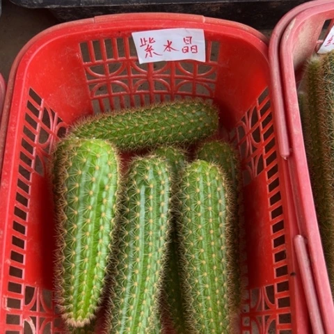 金妞紫水晶侧芽一个5块