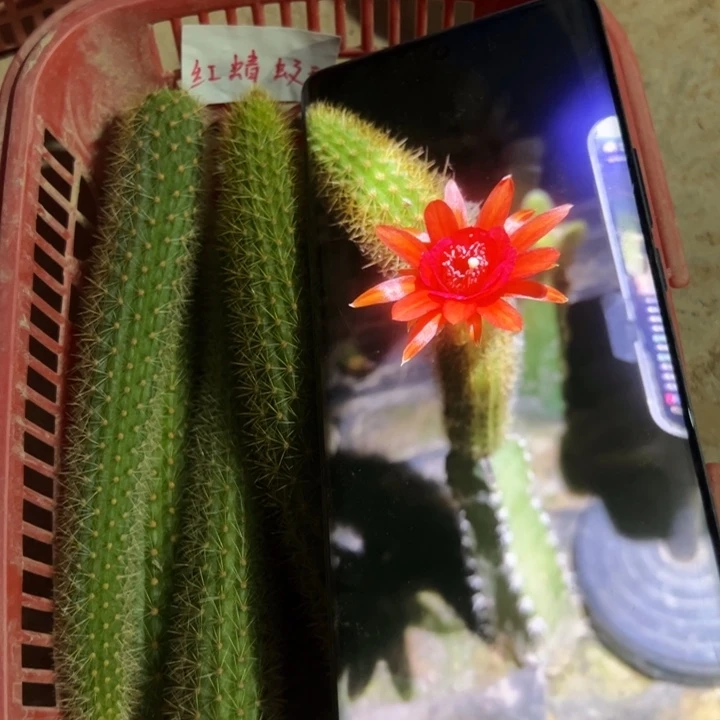 金妞红蜻蜓侧芽一个5块