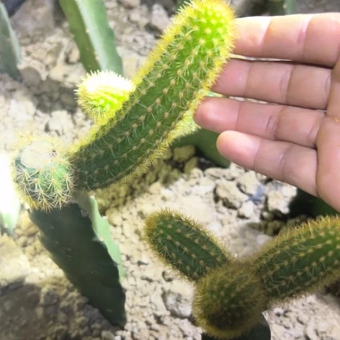 金妞紫水晶侧芽一个5块