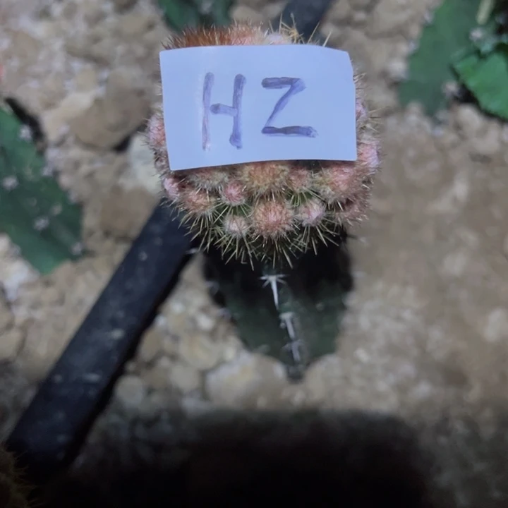 缘**我H2袖普嫁接金妞女巫30