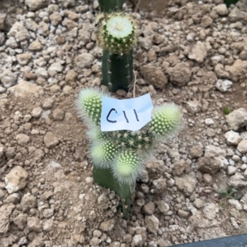 C11嫁接金妞马尾38块