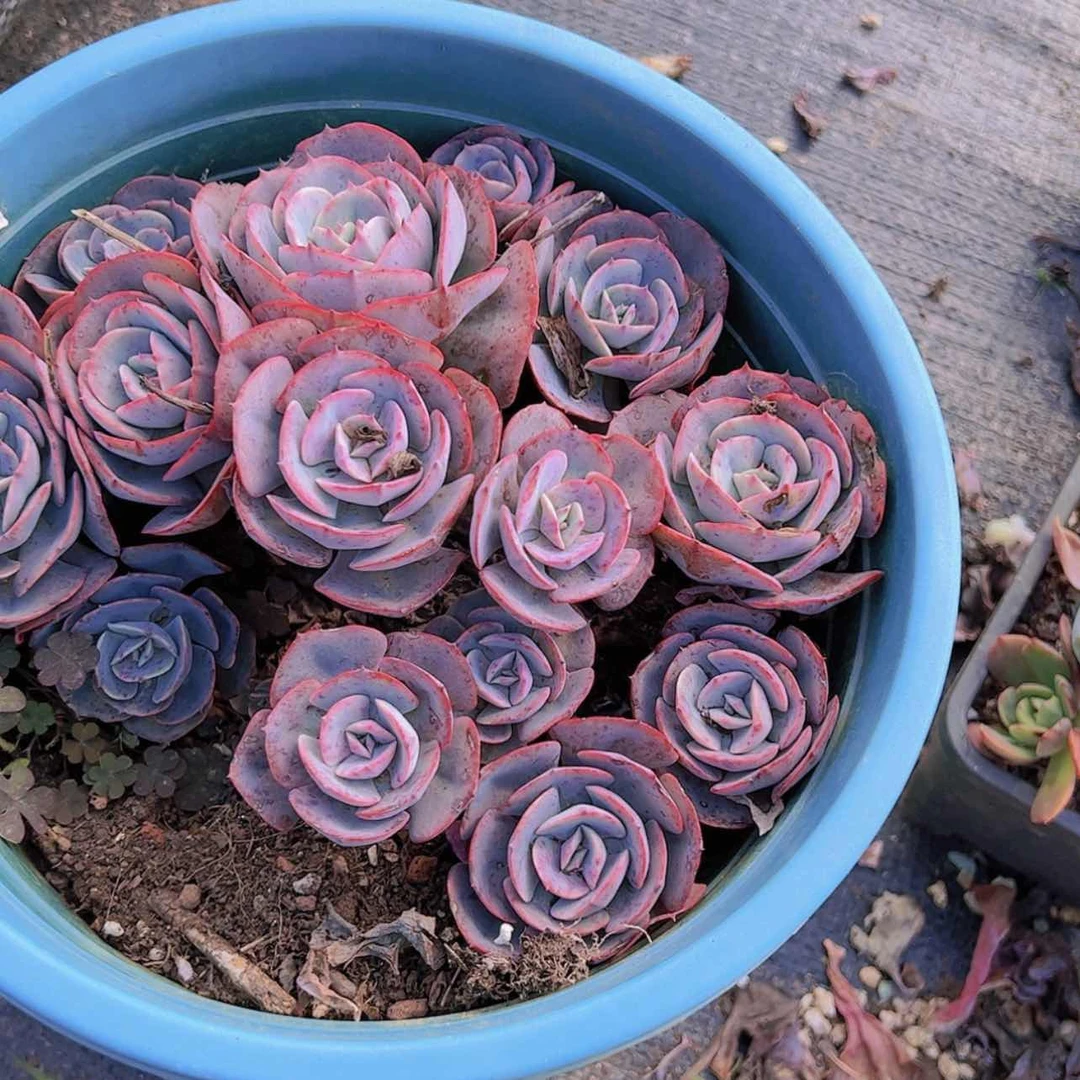 【闪购商品】迦27-3