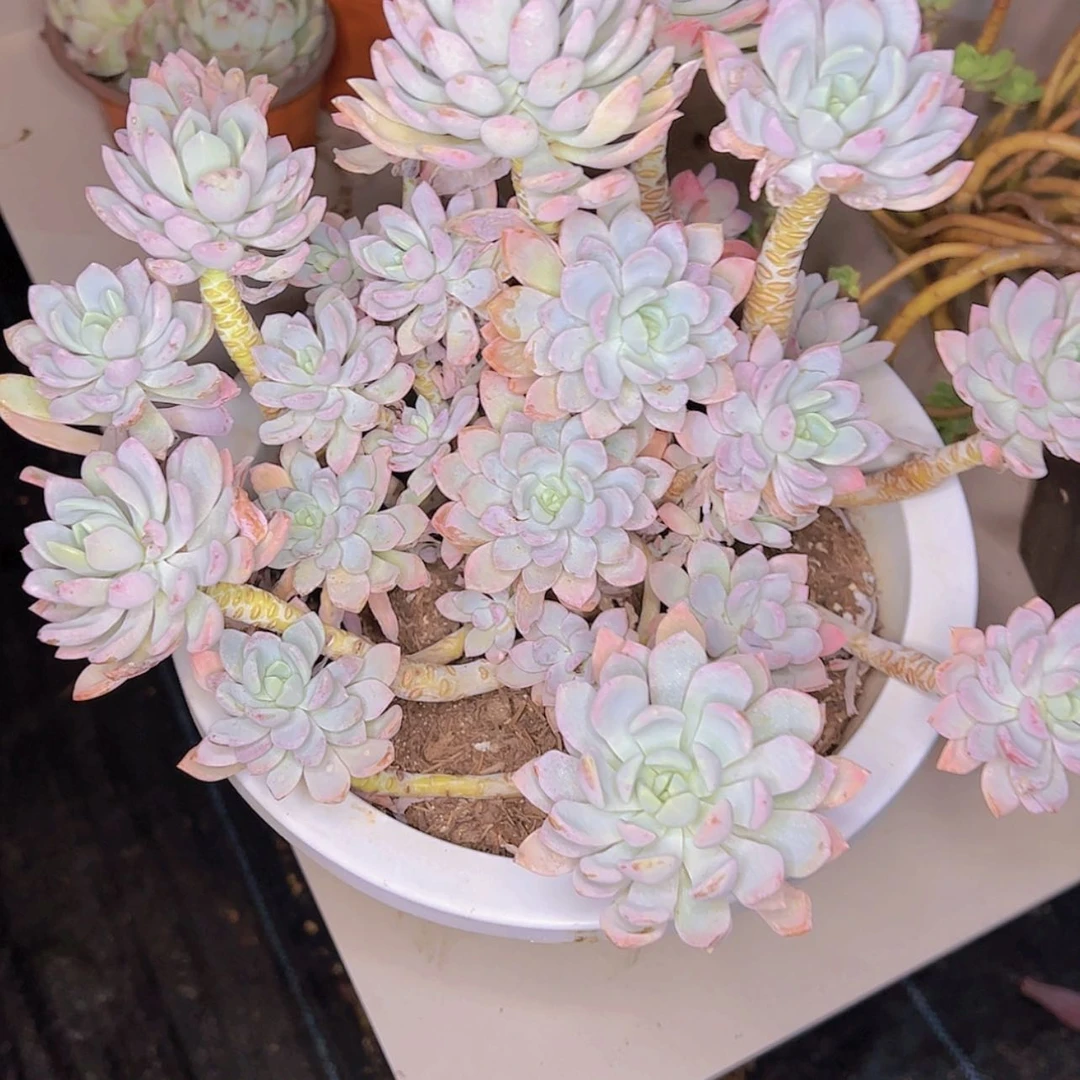 【闪购商品】懂**恩18-12
