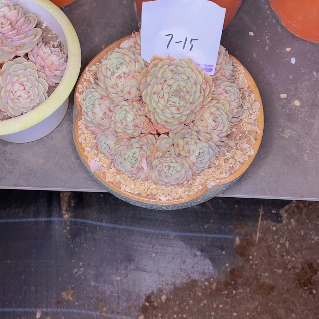 【闪购商品】媛****生7-15