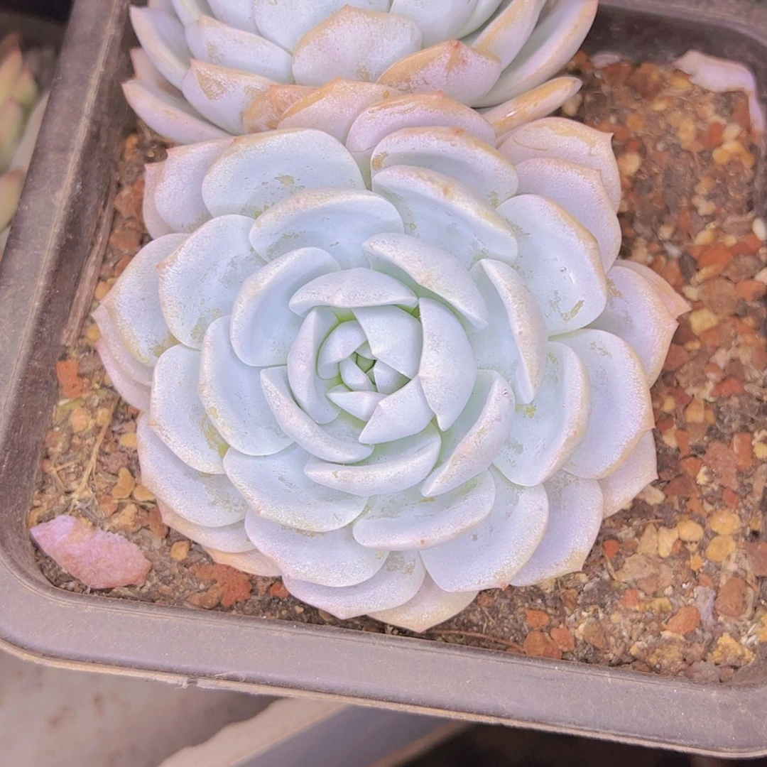 【闪购商品】筱*⡱24-41