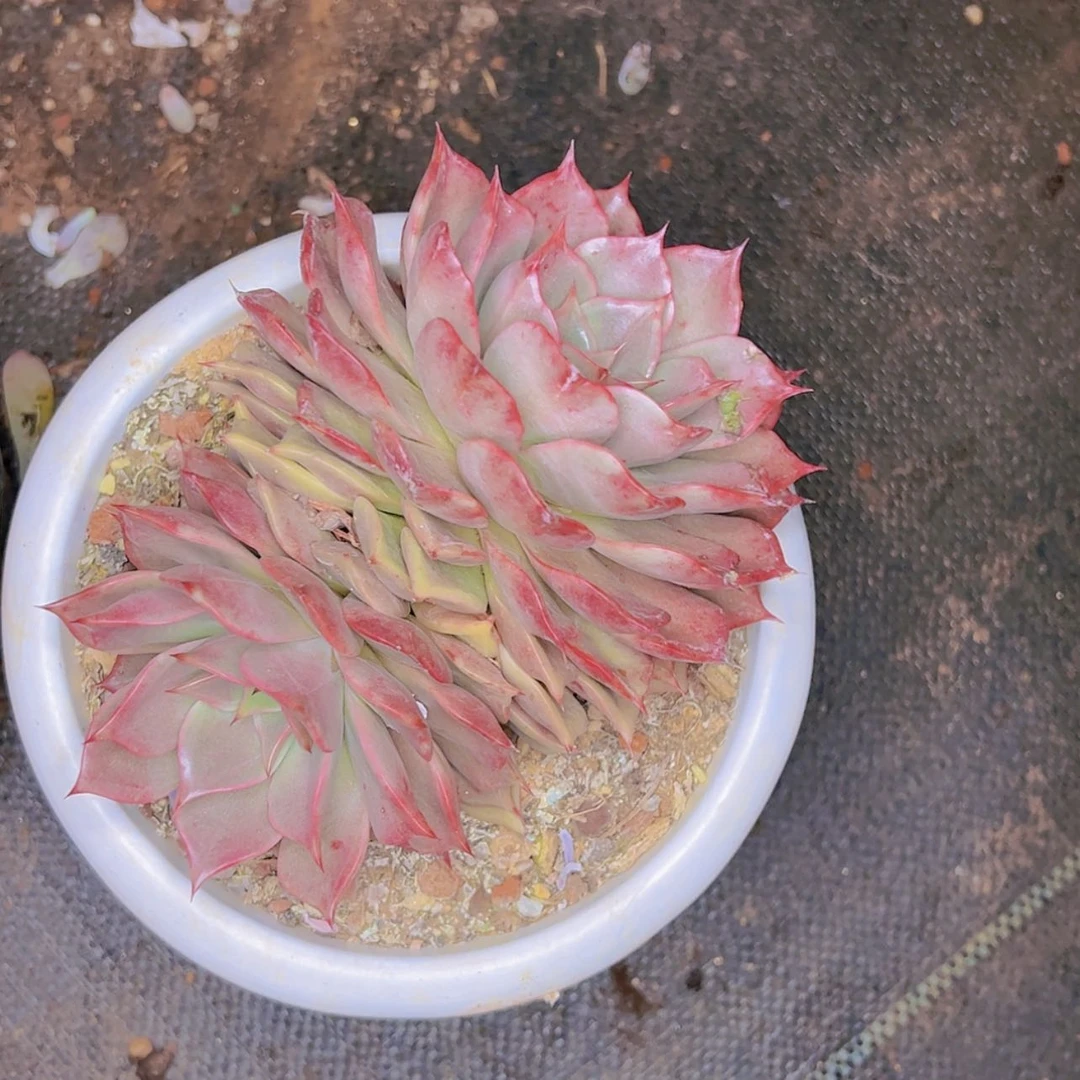【闪购商品】2***宝30-15