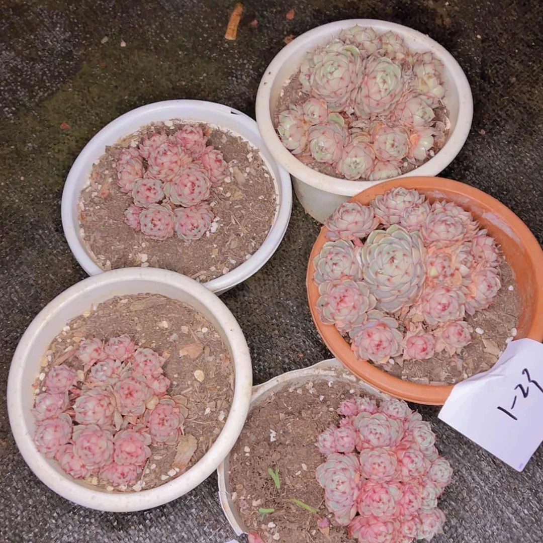 【闪购商品】叶****了1-23