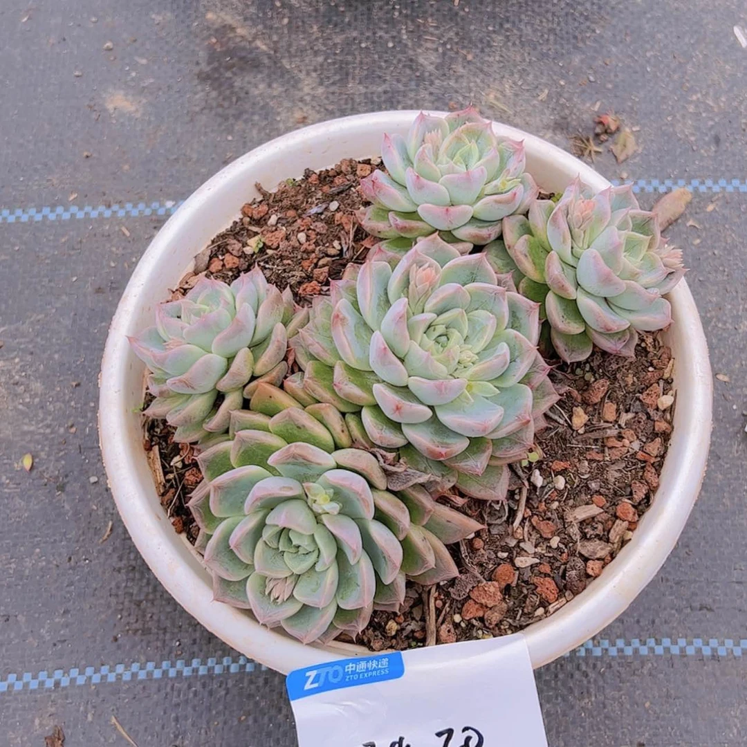 【闪购商品】?****e24-20