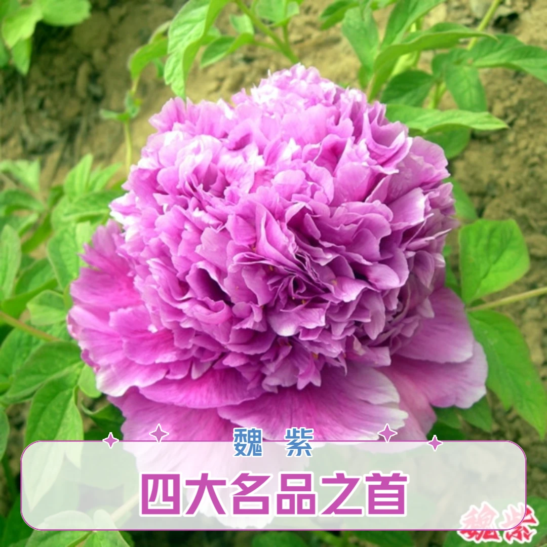 福祥牡丹【魏紫】紫牡丹花苗,四大名品之一,现货,当天发货