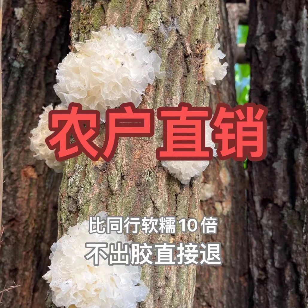 【纯天然】椴木小银耳50g-500g白木耳莲子羹干货甜糯口感出胶