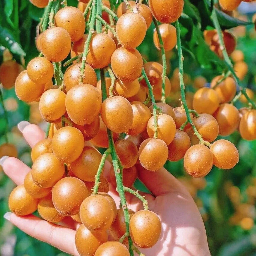 鸡心黄皮果新鲜冰糖当季现摘酸甜黄弹子水果孕妇整箱