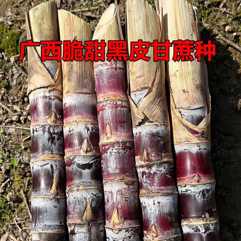 正宗生长黑皮甘蔗种适合南北方易种植的清甜多汁尾巴苗头四季可种