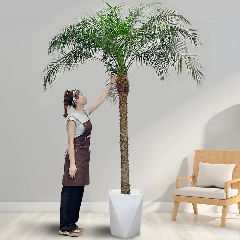 520针葵盆栽室内室外大型观赏绿植椰子棕榈好养活网红轻奢盆景