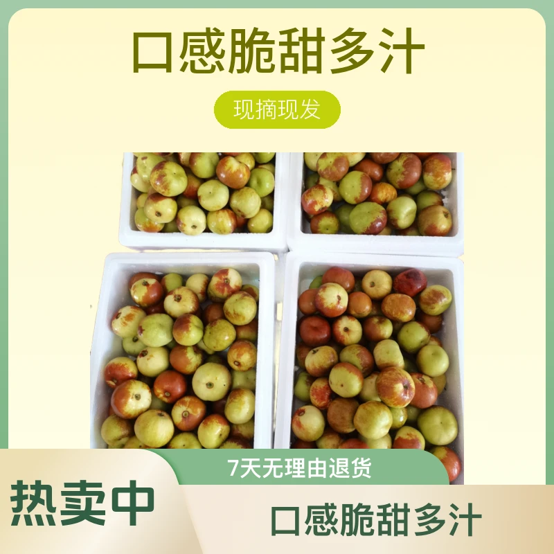 现摘现发山西鲜枣蟠枣鲜果脆枣现摘现发口感脆甜多汁枣中贵族包邮