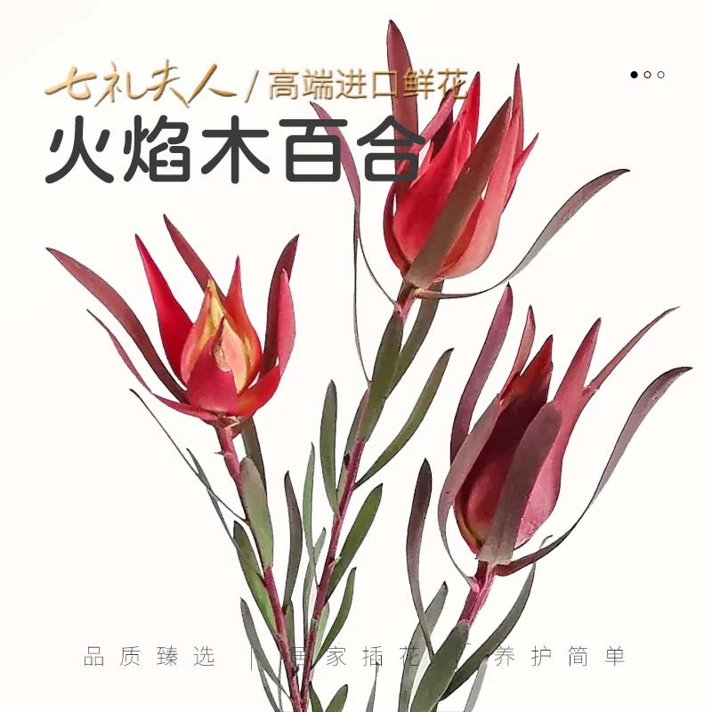 【七礼夫人】火焰木白合|水培鲜切花氛围家居软装